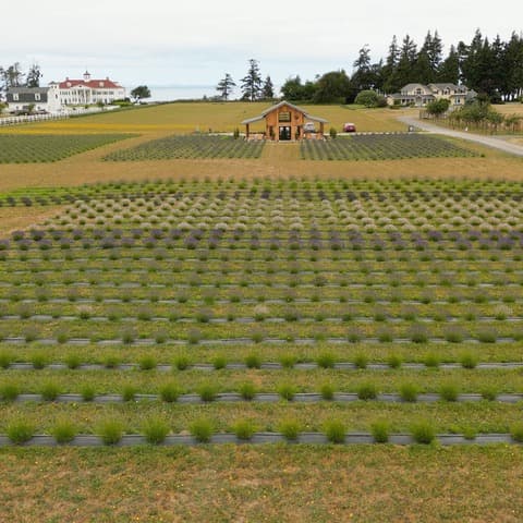 Rows of lavender in bloom