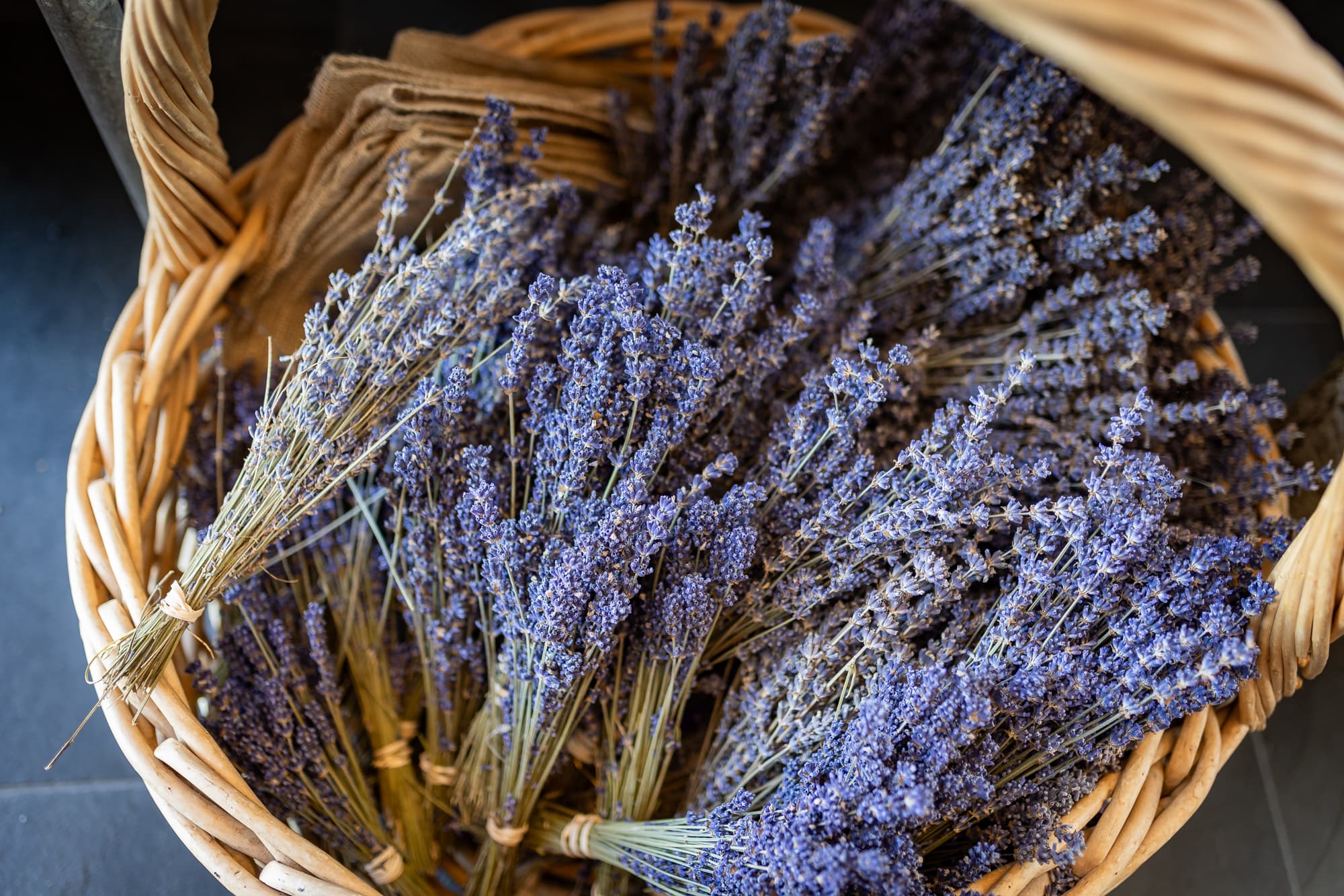 Lavender fields during the festival