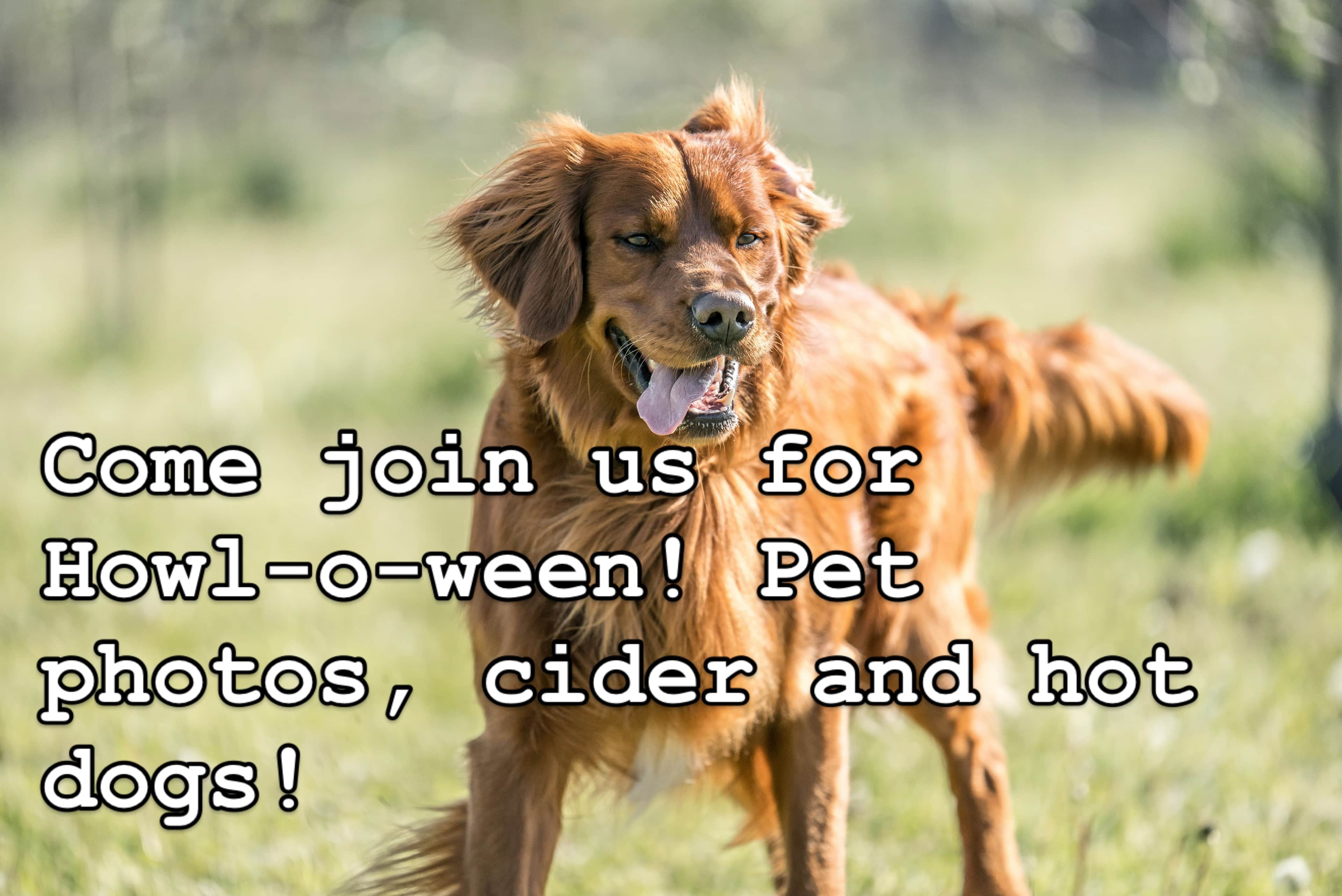 Our last day of the season is tomorrow, Halloween and we’re Open 12-5!