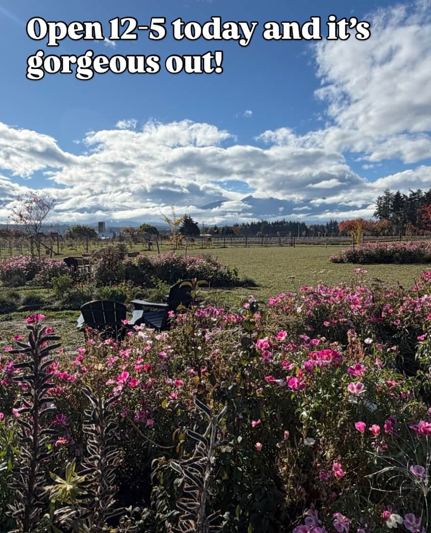 Open 12-5 today and it’s gorgeous out!